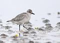 Tundralo - Grey plover (Pluvalis squatarola) winter